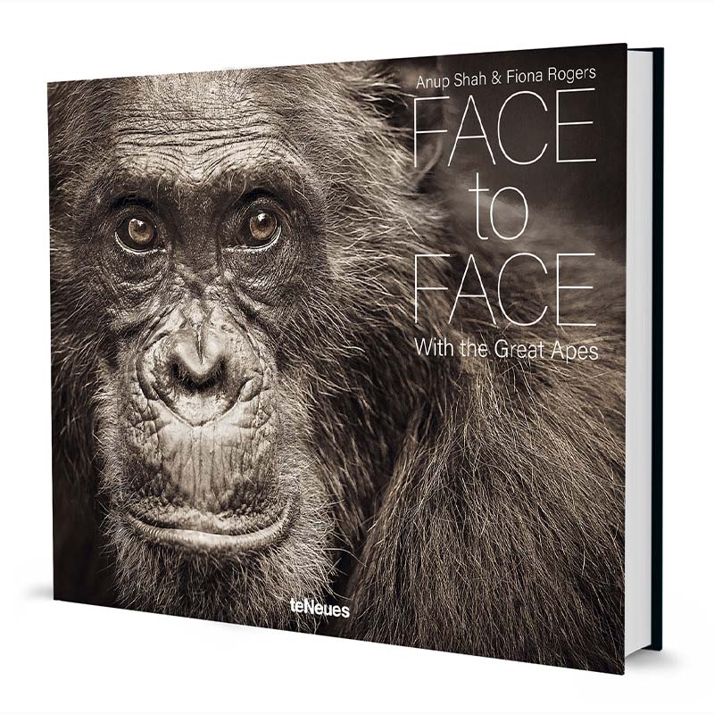Face to Face, With the Great Apes
