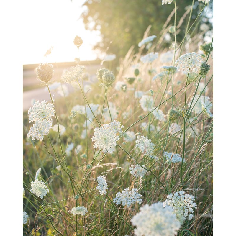 Wild Flowers (Floramour)