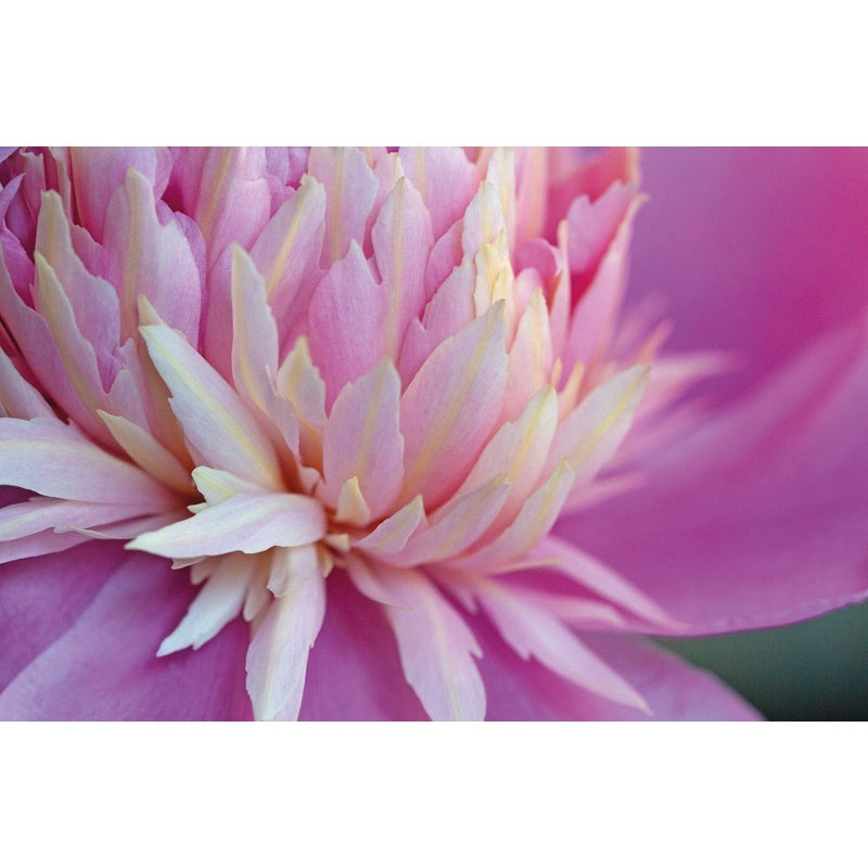 Peonies (Floramour)