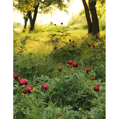 Peonies (Floramour)