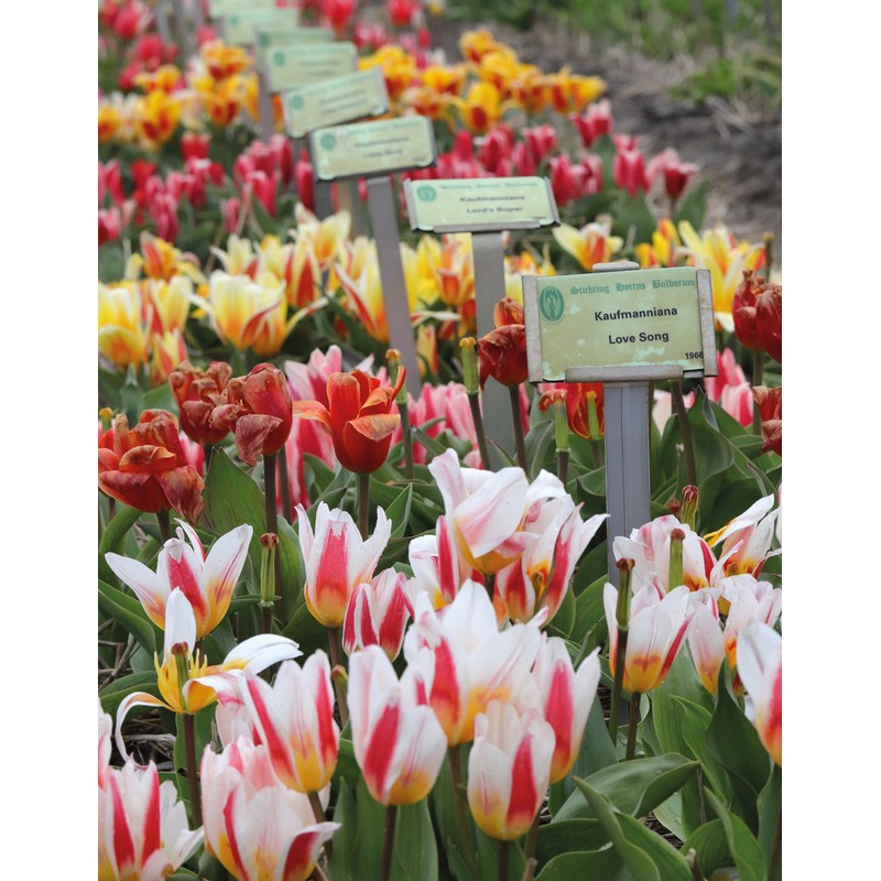 Tulips (Floramour)