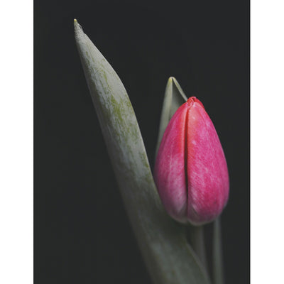 Tulips (Floramour)