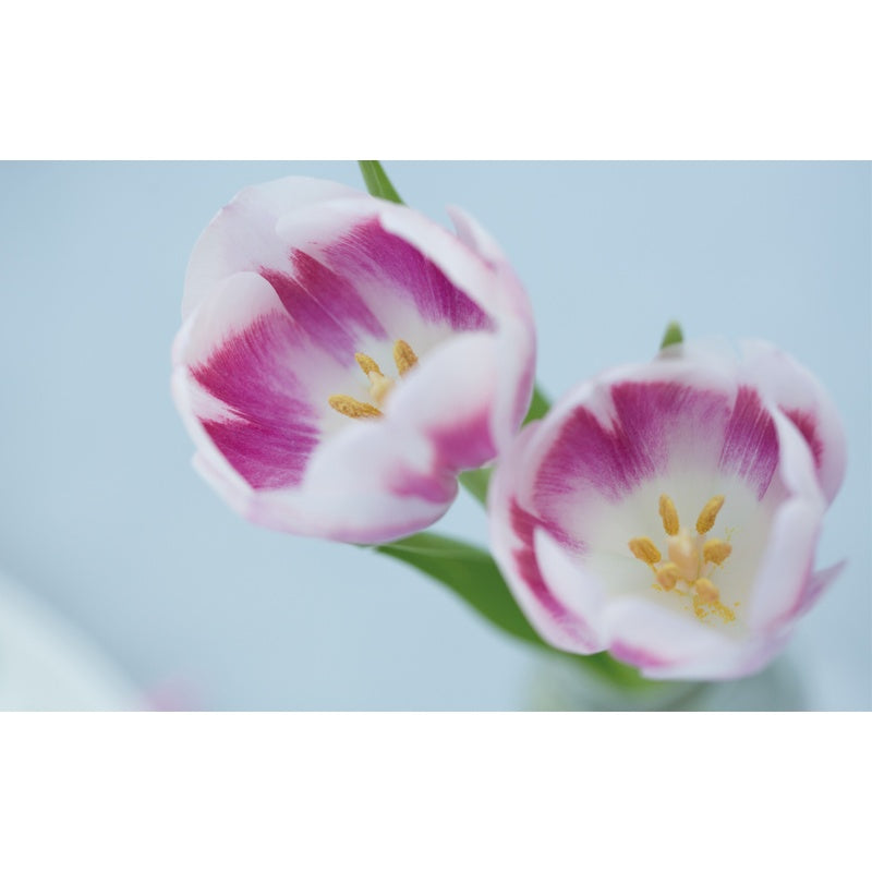 Tulips (Floramour)