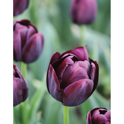 Tulips (Floramour)