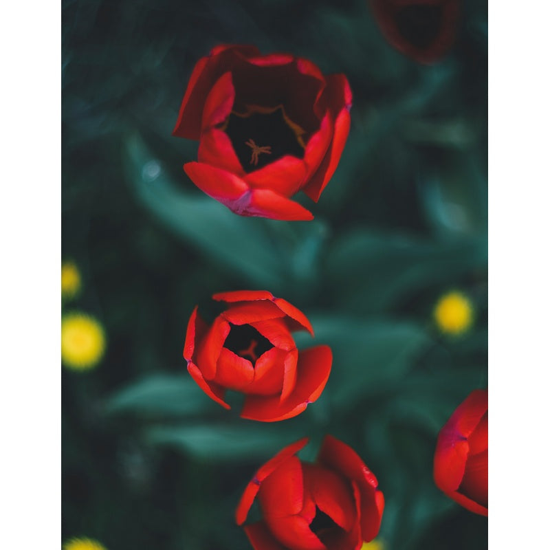 Tulips (Floramour)