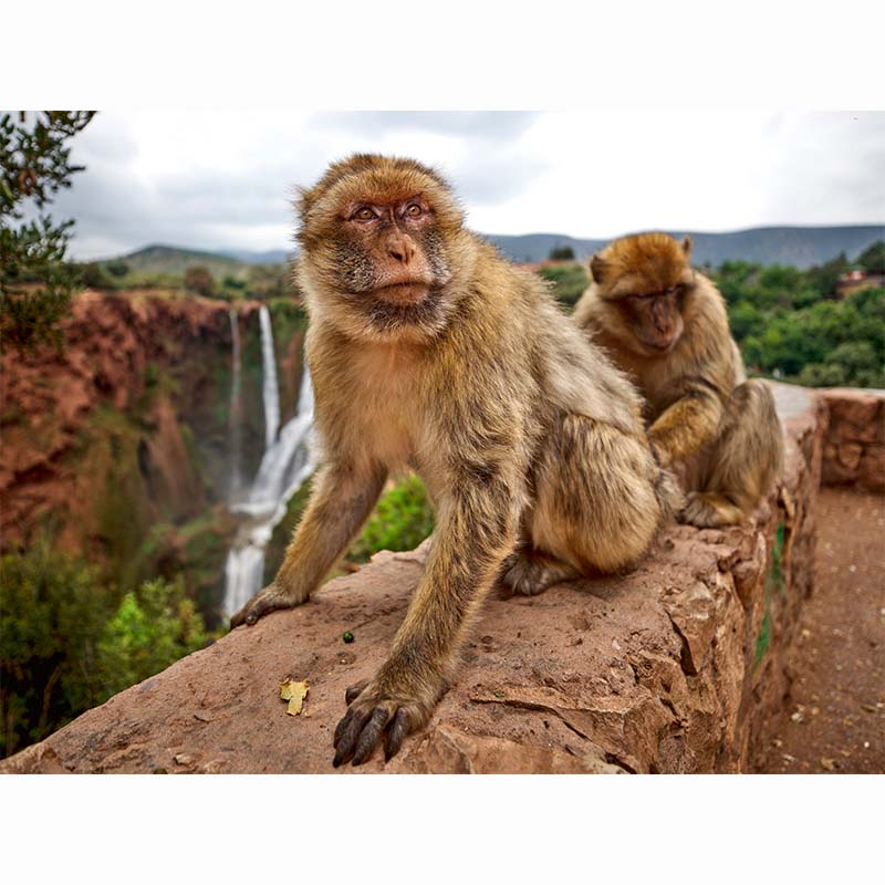 Morocco, Fokion Zissiadis