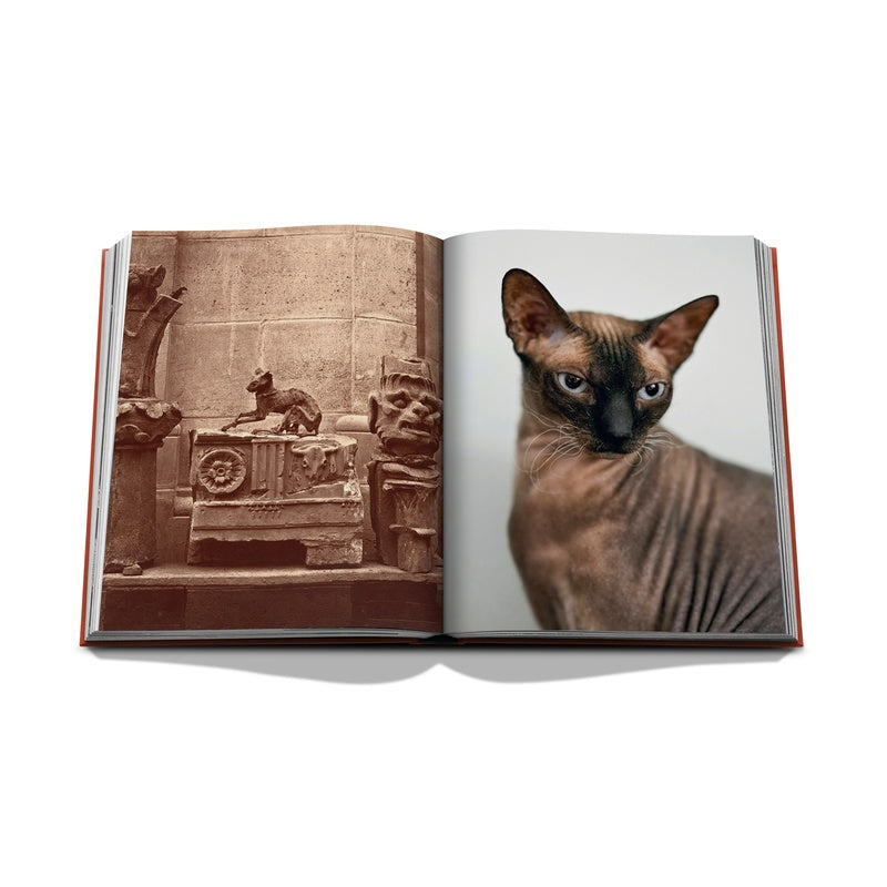 Chic Cats