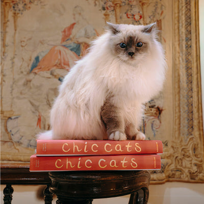 Chic Cats