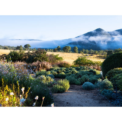 Cottagecore Gardens: A New Take on Living Landscapes